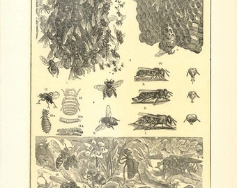 Digital Download "Bees" Illustration (c.1900s) - Instant Download of Bees, Hornets, Beehives, Illustrated Insects