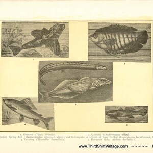 Digital Download &quot;Fish&quot; Illustration (c.1900s) - Instant Download Printable of a Variety of Fish Illustrated Book Page