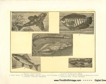 Digital Download "Fish" Illustration (c.1900s) - Instant Download Printable of a Variety of Fish Illustrated Book Page