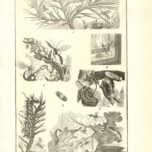Digital Download &quot;Moths&quot; Illustration (c.1900s) - Instant Download Printable of Moths Illustrated Insect Book Page