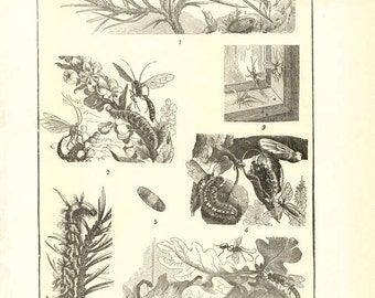 Digital Download "Moths" Illustration (c.1900s) - Instant Download Printable of Moths Illustrated Insect Book Page