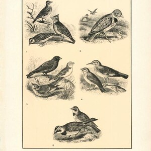 Puede incluir: Una ilustración vintage de diferentes tipos de alondras, incluyendo la alondra común, la alondra de campo, la alondra crestada, la alondra del desierto y la alondra cornuda. La ilustración está en blanco y negro y presenta dibujos detallados de las aves.