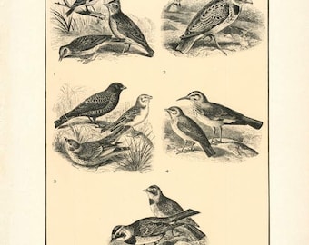 Digital Download "Larks" Illustration (c.1900s) - Instant Download Printable of Birds Illustrated Bird Book Page