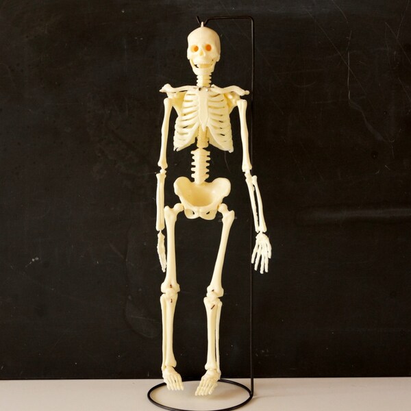 Vintage Human Skeleton Anatomy Model on Metal Stand in Original Packaging c.1957 1/6 scale | Halloween Decor | Medical Oddity Collectible