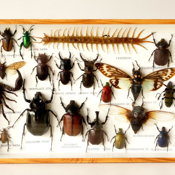 Vintage Beetle, Scorpion, and Centepede Specimen Display Case with 22 Specimens (c1970s) - Insect Collectible, Science Oddity, Curio Display