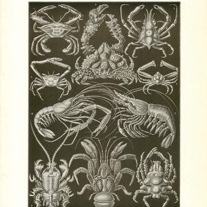 Digital Download &quot;Decapod Crustacea&quot; Illustration (c.1900s) - Instant Download of Crabs, Lobster Illustrated Book Page