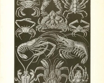Digital Download "Decapod Crustacea" Illustration (c.1900s) - Instant Download of Crabs, Lobster Illustrated Book Page