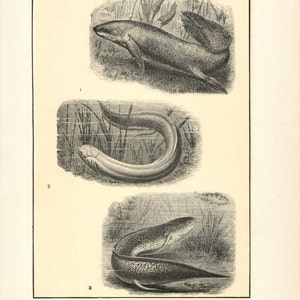 Puede incluir: Una ilustración vintage de tres tipos de peces pulmonados: el pez pulmonado australiano, el pez de barro amazónico y el pez de barro africano. La ilustración es en blanco y negro y muestra los peces en su hábitat natural.