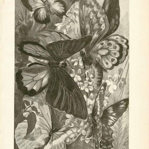 Digital Download &quot;Butterflies&quot; Illustration (c.1900s) - Instant Download Printable of Butterflies and Moths, Illustrated Insects
