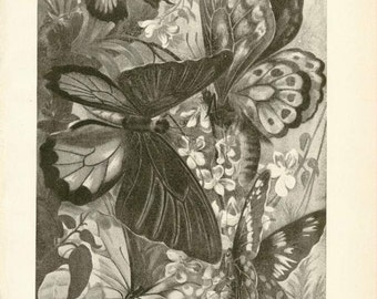 Digital Download "Butterflies" Illustration (c.1900s) - Instant Download Printable of Butterflies and Moths, Illustrated Insects