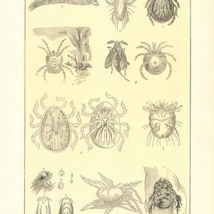Puede incluir: Una ilustración vintage de varios tipos de ácaros, incluyendo el ácaro folicular, el ácaro del queso, la garrapata, el ácaro escarlata, el ácaro de agua, la garrapata del palomo, el ácaro de la sarna y la garrapata. La ilustración está en blanco y negro e incluye etiquetas para cada tipo de ácaro.