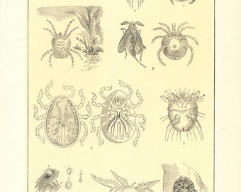 Digital Download "Ticks and Mites" Illustration (c.1900s) - Instant Download Printable of Ticks and Mites, Illustrated Insects