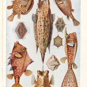 Puede incluir: Ilustración vintage de varias especies de peces cofre, mostrando dibujos detallados en tonos marrón, naranja y amarillo. La imagen incluye varios peces, cada uno con formas y patrones únicos, junto con diagramas anatómicos más pequeños y detallados.