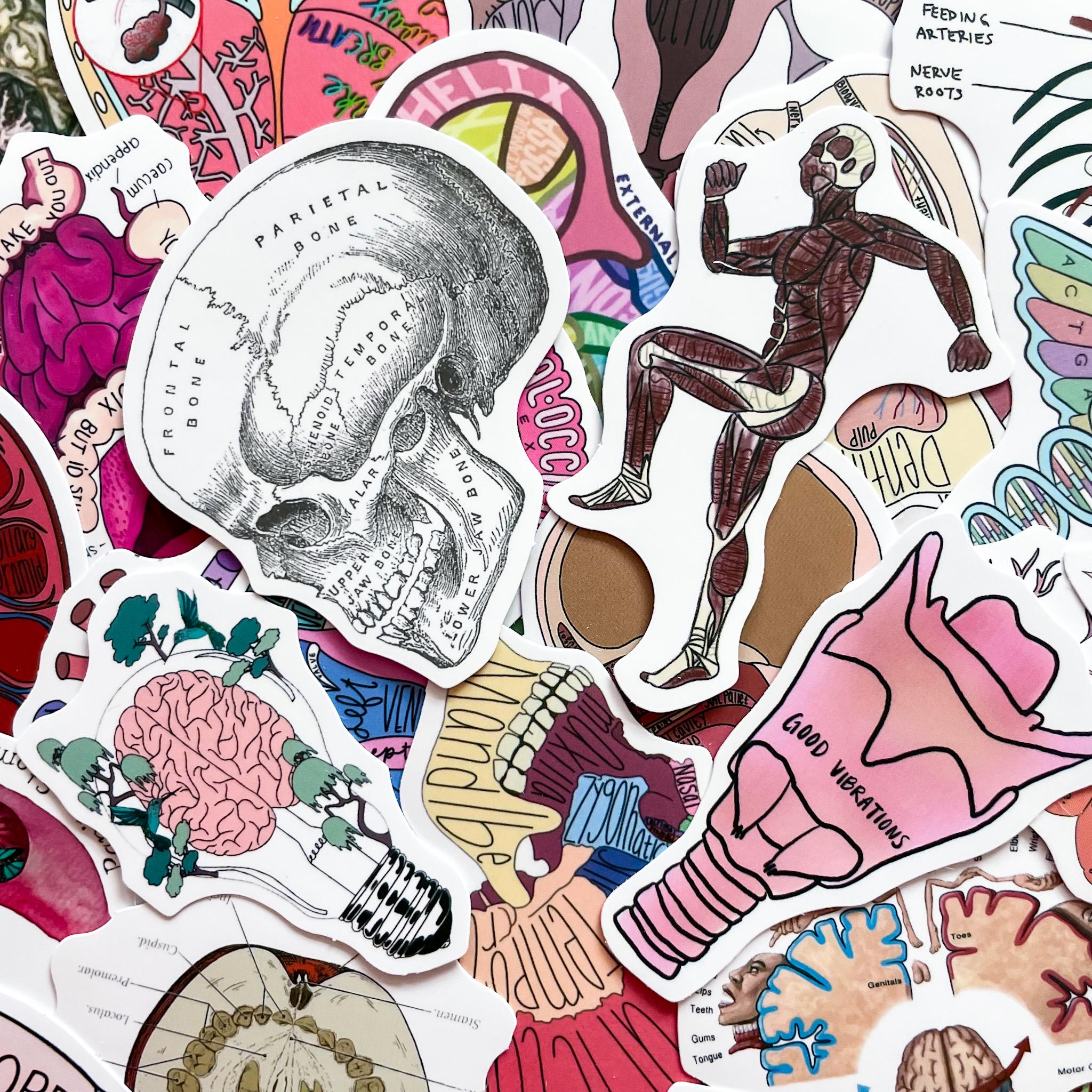 Human Figure Sticker 50 Random Anatomy Stickers Pack, Human Body Stickers for Medical ...
