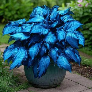 Blue Metallic Hosta Seeds | 100+ Shade Garden Plants | Perennial Foliage | Easy to Grow Outdoor |
