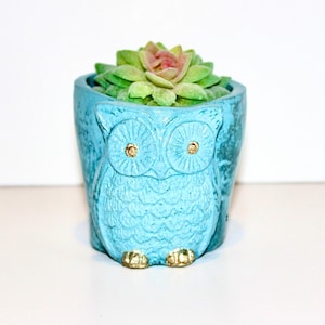 May include: A turquoise owl-shaped planter with a succulent plant. The planter has gold accents on the eyes and feet. The succulent has green and pink leaves. The planter is made of a textured material.