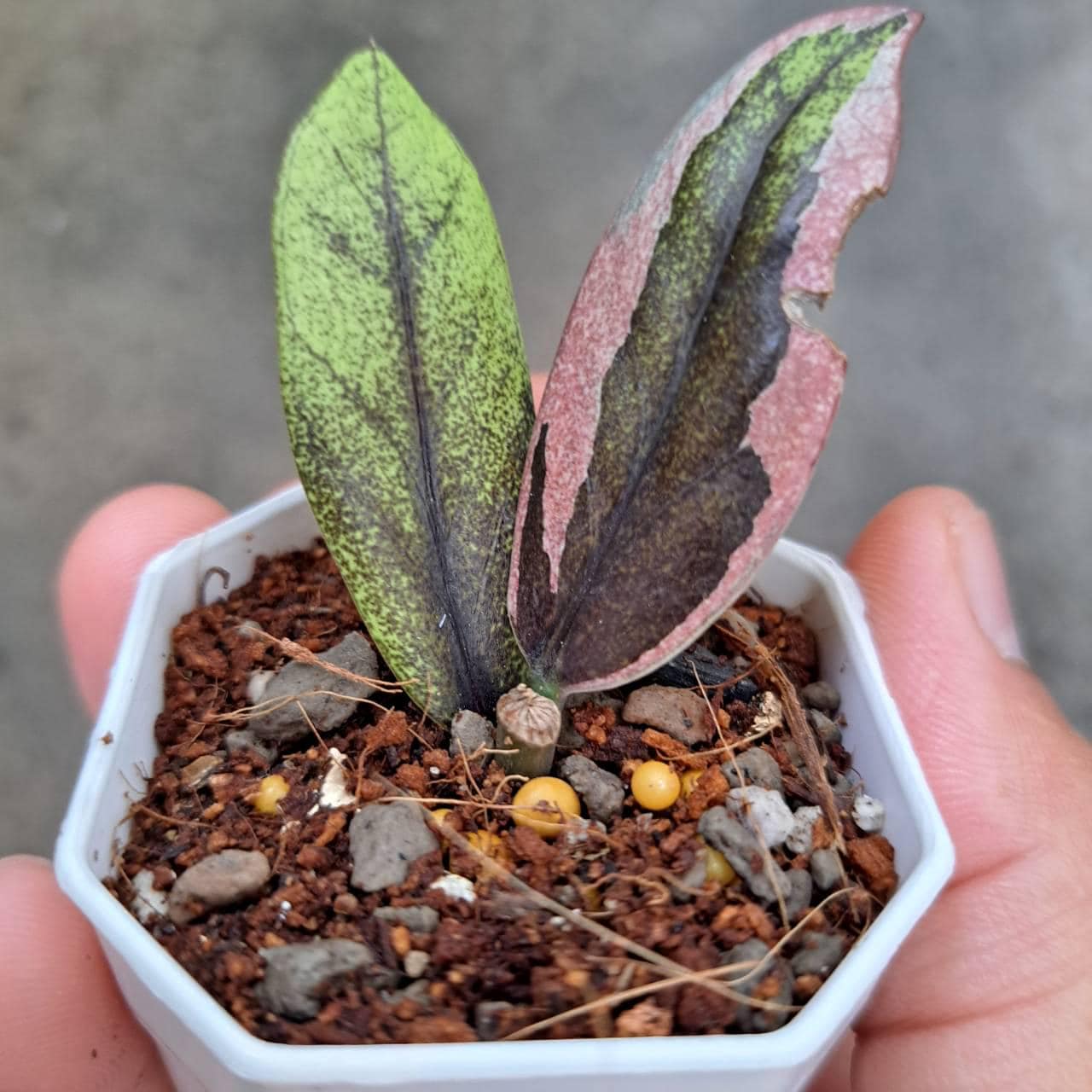 Zz raven black pink variegated - Etsy 日本