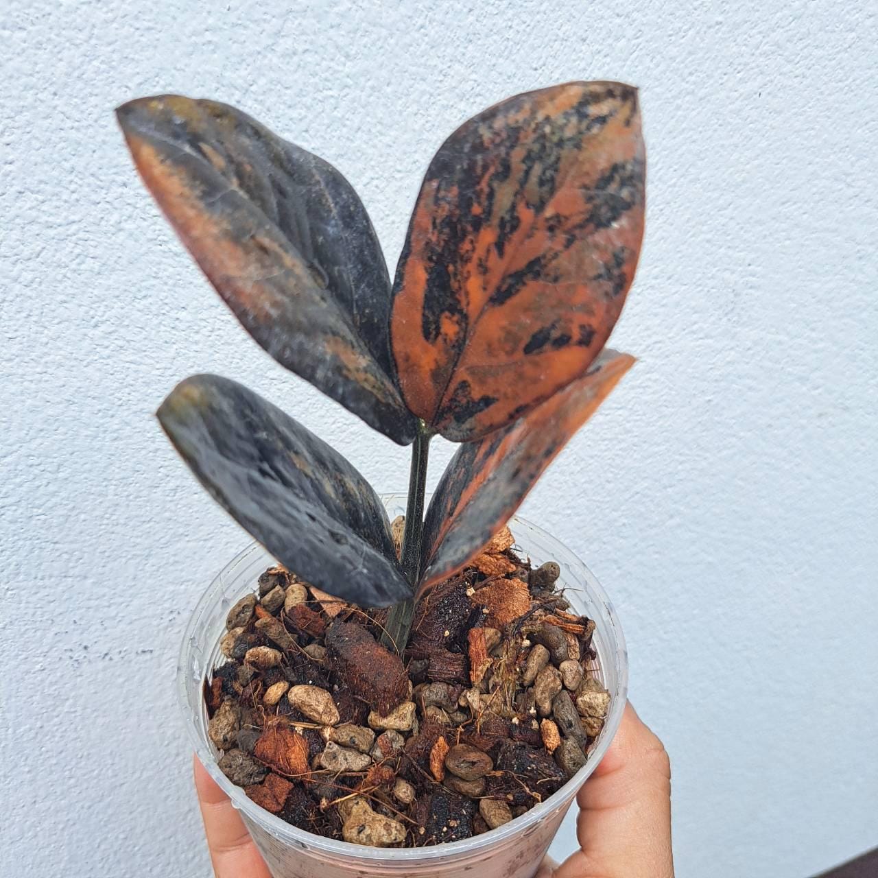 Zz raven black pink variegated - Etsy 日本