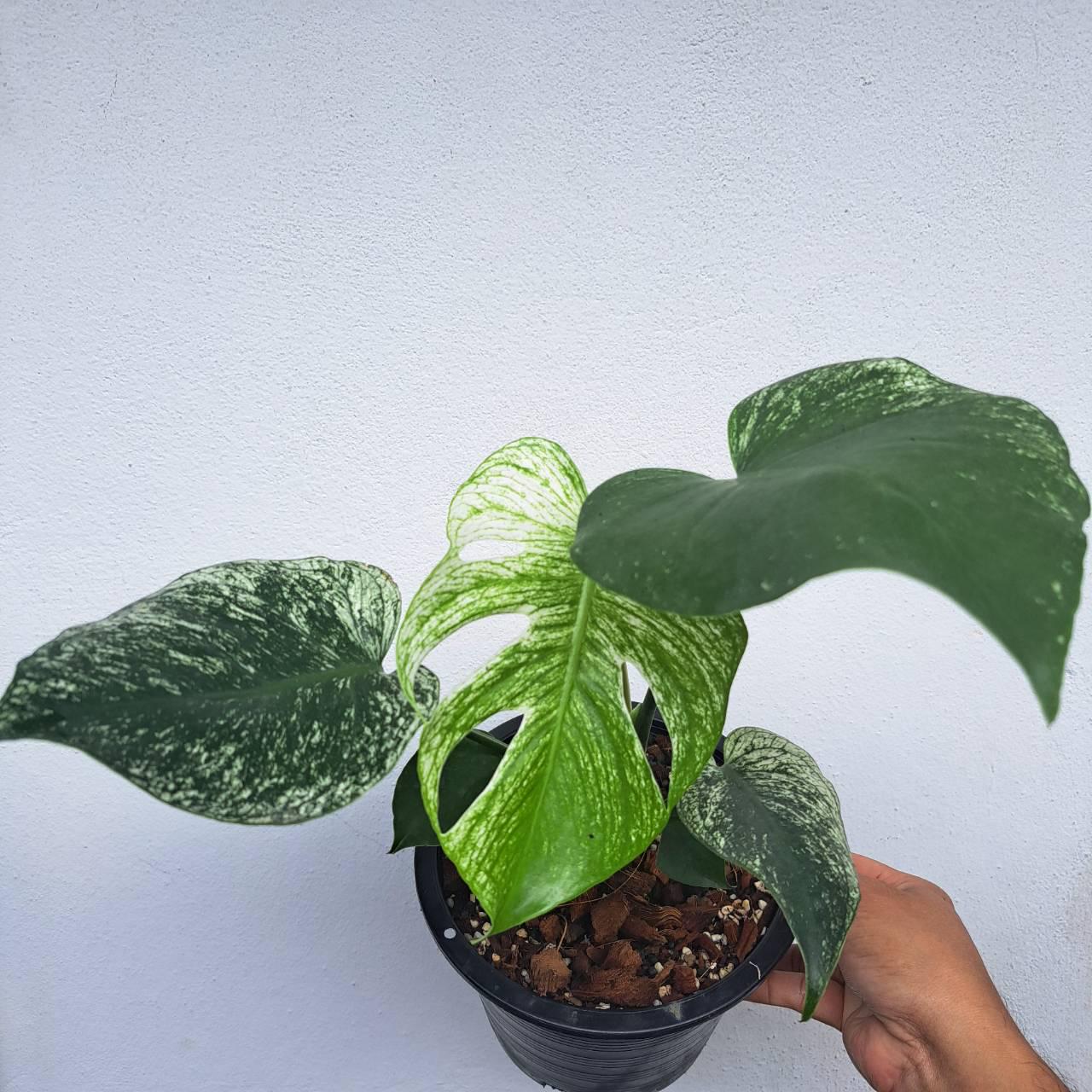 Monstera devil monster - Etsy 日本