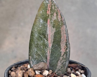 Black ZZ Plant- Zamioculcas Zamiifolia Raven- Black Raven ZZ in
