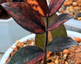 Black ZZ Plant- Zamioculcas Zamiifolia Raven- Black Raven ZZ in