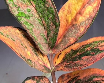 Black ZZ Plant- Zamioculcas Zamiifolia Raven- Black Raven ZZ in