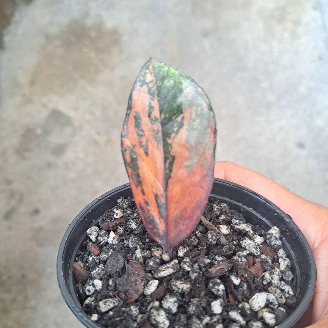 ザミオクルカス Zz Pink Zamioculca Pink Variegated - Etsy