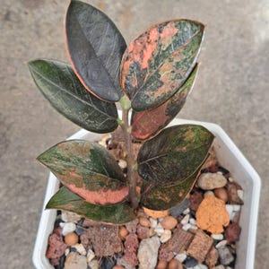 Op de afbeelding: Een kleine ZZ-plant met bonte bladeren in tinten donkergroen, zwart en zalmroze. De plant staat in een witte zeshoekige pot gevuld met een substraat van kleine steentjes, houtsnippers en kleikorrels voor een goede afwatering.
