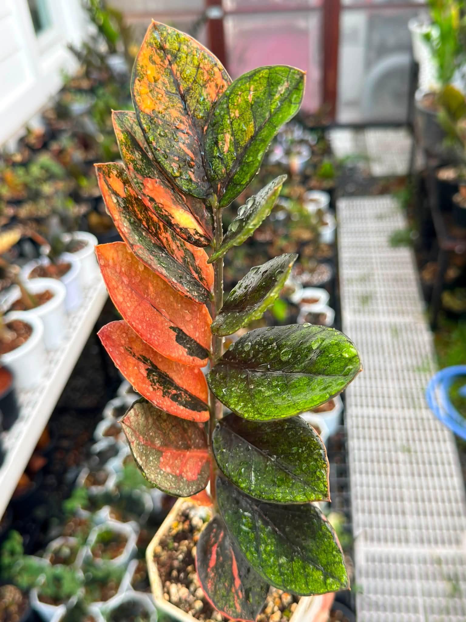Black Green Orange Variegated ZZ Plant Fresh Cutting Unrooted Rare