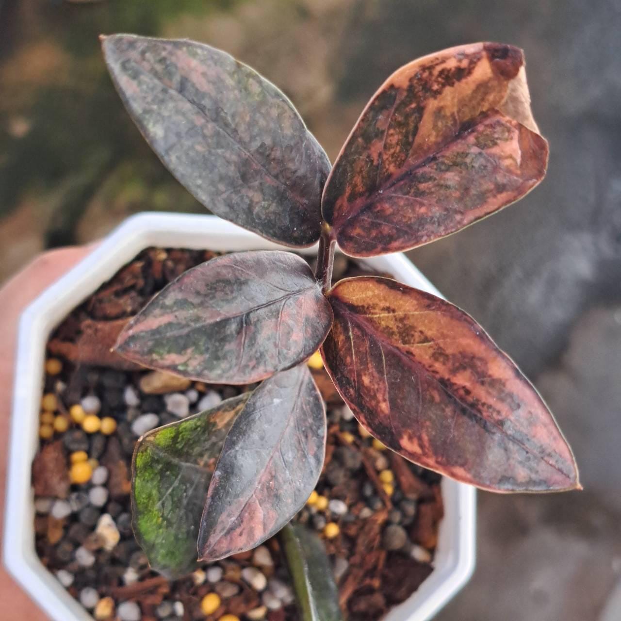 Zamioculca Pink Variegated - Etsy