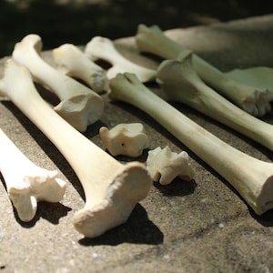 Op de afbeelding: Een verzameling gebleekte dierenbotten, waaronder lange beenderen en kleinere wervels, gerangschikt op een ruw, grijs oppervlak. De botten zijn gebroken wit met een natuurlijke, verweerde uitstraling, wat duidt op leeftijd of blootstelling aan de elementen. De scène wordt verlicht door natuurlijk licht.