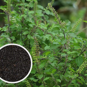 Thaise en heilige basilicumzaden | Aromatisch keukenkruid, ayurvedische plant