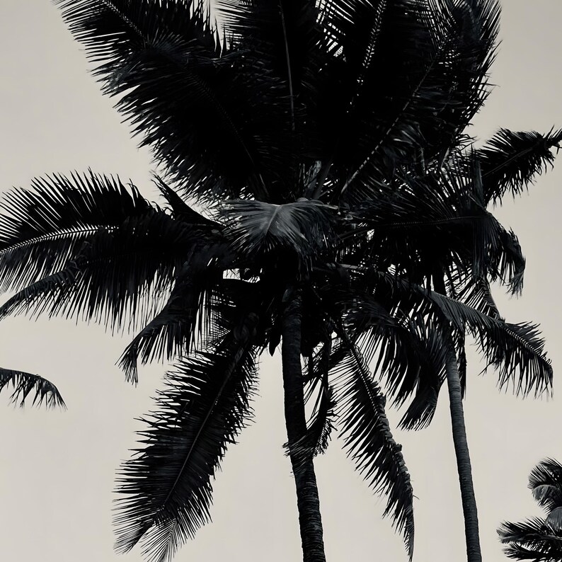 Black and White Palm Tree Wall Art Zanzibar Beach Print Minimalist ...