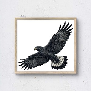 Può includere: Un'opera d'arte da parete incorniciata che presenta un'illustrazione dettagliata di un falco nero in volo. L'uccello è raffigurato con piumaggio scuro, un becco giallo e una distinta banda bianca sulle piume della coda, su sfondo bianco.