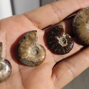 33g Parti med 4 små hela Ammonit Fougeré Natursten Polerad Fossil från Madagaskar, Unika Bitar