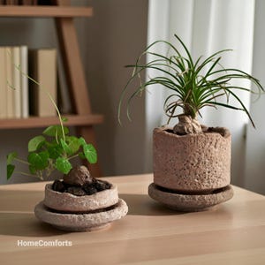 May include: Two potted plants on a wooden table. One plant has small, round green leaves and the other has long, thin green leaves. The pots are a light brown, textured material. The text "HomeComforts" is visible.