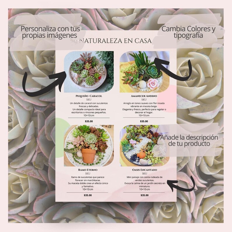 May include: An advertisement for small succulent arrangements. The image showcases four different arrangements, each in a unique container. Text in Spanish describes each arrangement, including dimensions of 10x10cm.