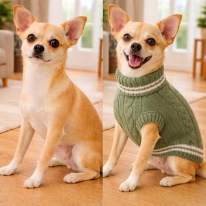 Könnte beinhalten: Ein hellbrauner Chihuahua-Hund, der auf einem Holzboden sitzt. Der Hund trägt einen grünen Zopfstrickpullover mit weißen Streifen am Kragen. Der Hund lächelt und streckt die Zunge heraus.