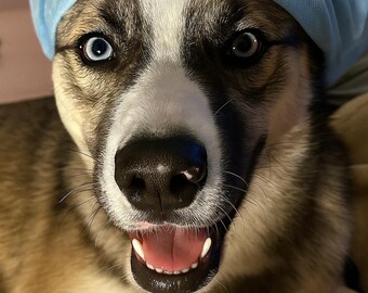 Custom Dog Nurse Caps