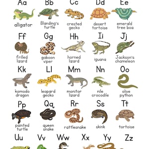 Peut inclure: Une affiche éducative intitulée Reptiles from A to Z, présentant vingt-six reptiles illustrés associés à leurs lettres de l'alphabet correspondantes, incluant un alligator, une tortue de Blanding, un gecko à crête et d'autres espèces.
