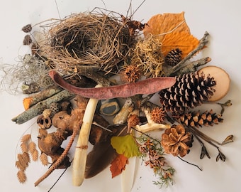 Forest Finds Nature Collection: 48 Ethically Sourced Natural Items