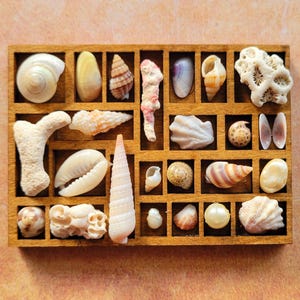 Pode incluir: Uma bandeja de madeira cheia de uma variedade de conchas e corais. As conchas variam em tamanho, forma e cor, incluindo branco, bege, laranja e rosa. A bandeja é dividida em pequenos compartimentos, mostrando a diversificada coleção marinha.