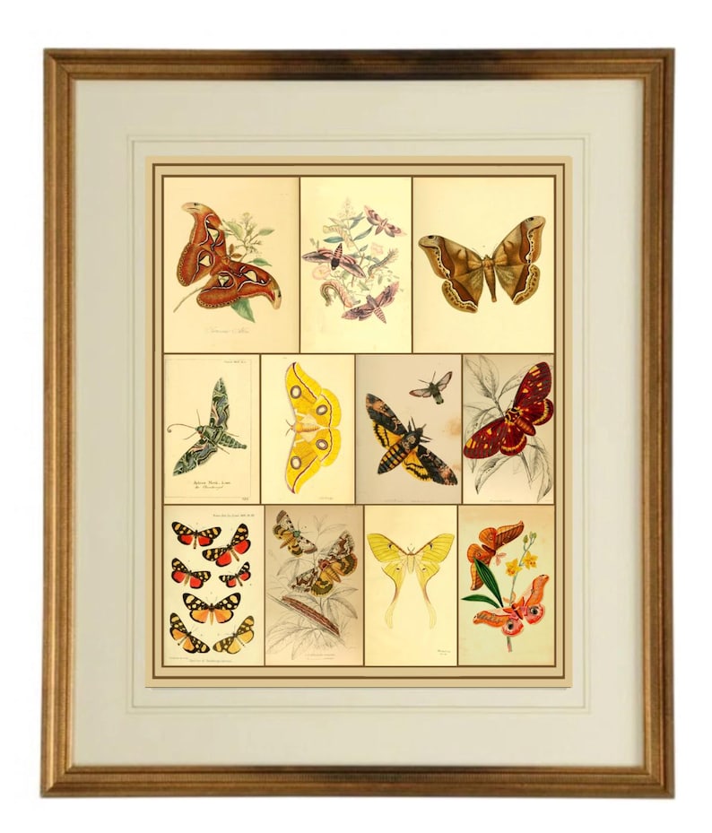 Antique Moths Art Print - Natural History Illustrations - Etsy