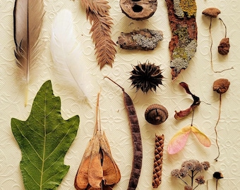 Forest Findings: A Collection of 36 Small Natural Items, Delivered in A Decorated Wooden Box