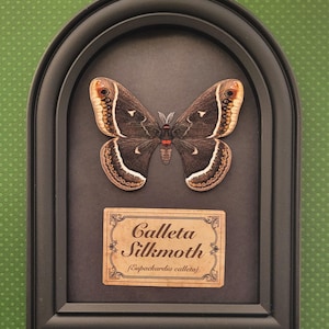 May include: A framed Calleta Silkmoth specimen displayed in a black arched frame. The moth features dark brown wings with white, orange, and black patterns. Below the moth is a rectangular label with the text Calleta Silkmoth (Eupackardia calleta).