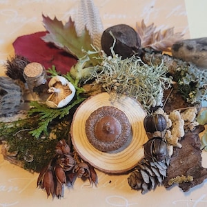 May include: A display of natural items, including an acorn, wood slices, pine cones, leaves, and moss. The arrangement showcases diverse textures and colours, creating a rustic and earthy aesthetic. The composition is set against a light-coloured background.