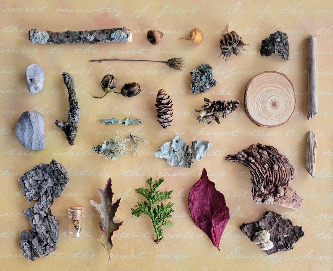 Forest Findings: A Petite Collection of 25 Natural Items, Delivered in ...
