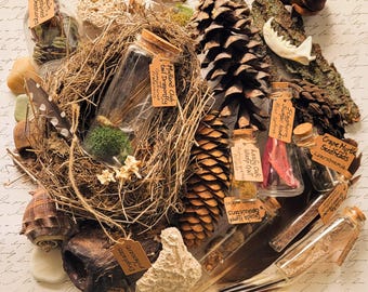 Natural Historian's Starter Kit - 40 Items for Your Curiosity Cabinet