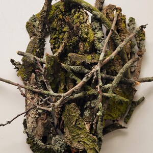 Collection of 32 Live Lichens - Locally Foraged, Ethically Sourced
