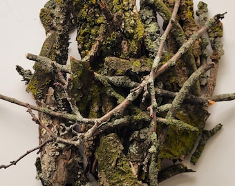 Colección de 32 líquenes vivos, recolectados localmente y obtenidos de forma ética.